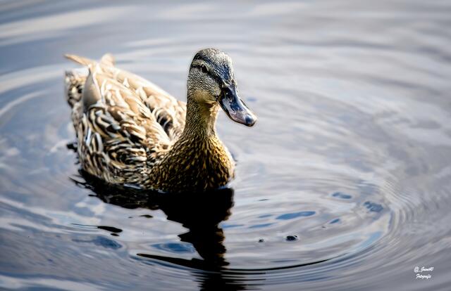 ......oh schau und jetzt kommt ein Erpel auch noch .....