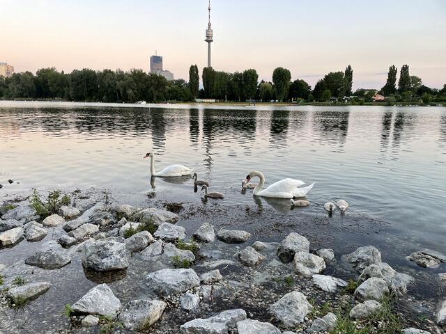 Auch eine Familie von Schwänen ist vom Wasser der Alten Donau abhängig.  | Foto: David Hofer
