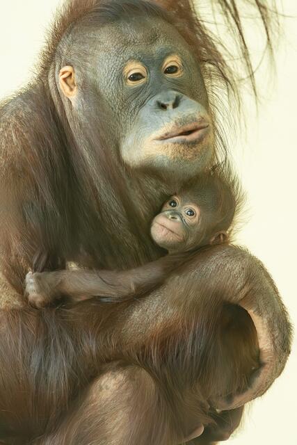 Wie bei Orang-Utans üblich, wird das Kleine von der Mutter völlig selbstständig versorgt, ganz ohne männliche Verstärkung.  | Foto: Daniel Zupanc/Tiergarten Schönbrunn