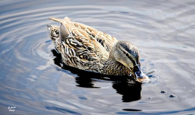 ....und dann kam die Stockente angeblubbert .....