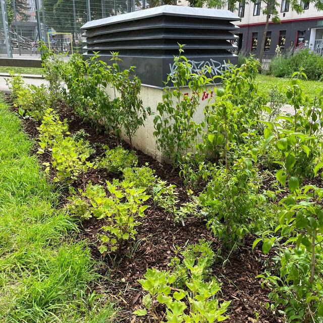 Wer auf Beeren steht, sollte dem Klieberpark im 5. Bezirk mal einen Besuch abstatten, denn hier wurde eine "Naschhecke" gepflanzt. | Foto: BV05