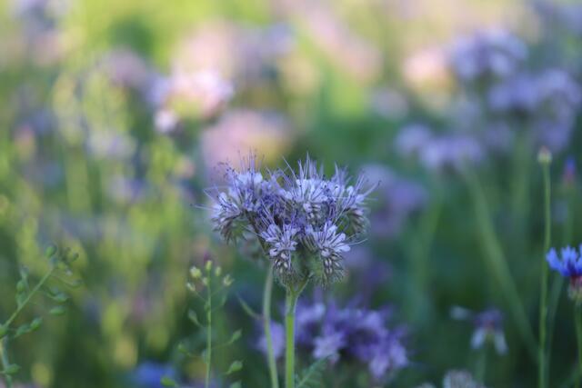 Wunderschön finde ich diese zauberhaften Blüten
