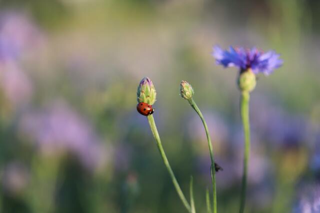 Netter *Kornblumen-Aussichtsturm*
 für`s heimische  Siebenpunkt-Marienkäferl.