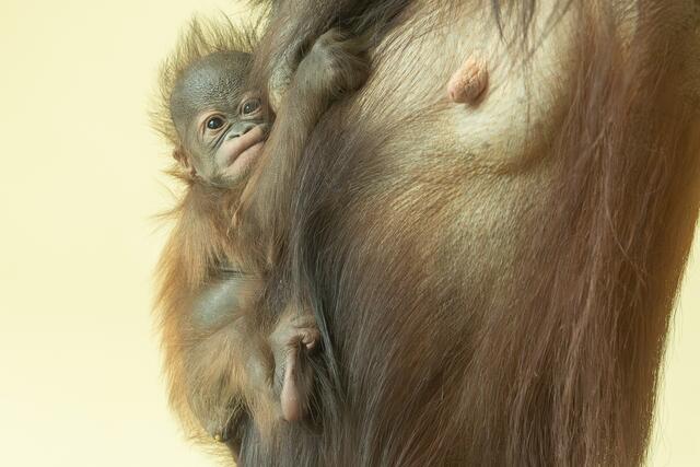 Wie bei Orang-Utans üblich, wird das Kleine von der Mutter völlig selbstständig versorgt, ganz ohne männliche Verstärkung.  | Foto: Daniel Zupanc/Tiergarten Schönbrunn