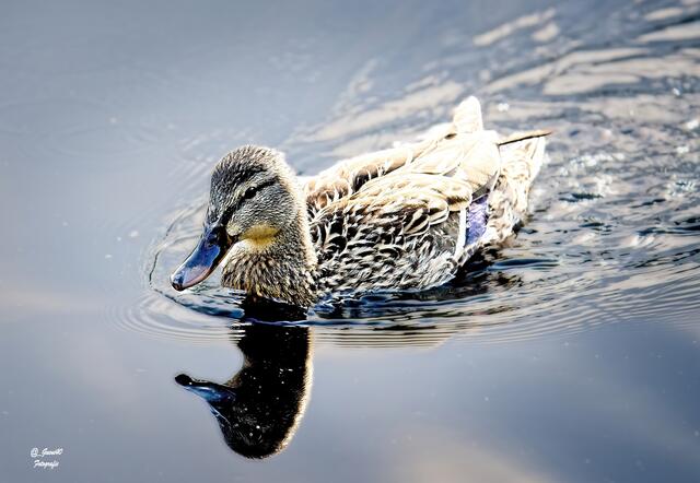 .......ich ziehe noch schnell eine Runde.....