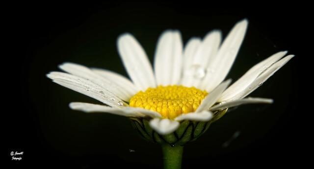 ......sie hat sich grade geöffnet ....