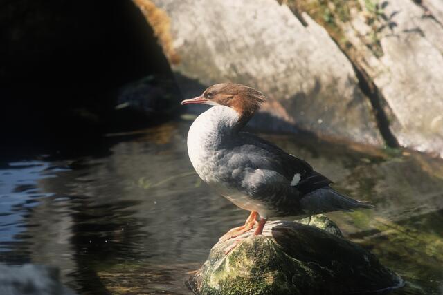 Der Gänsesäger fühlt sich im Lechtal ebenfalls wohl. | Foto: Naturpark Tiroler Lech/Vorauer