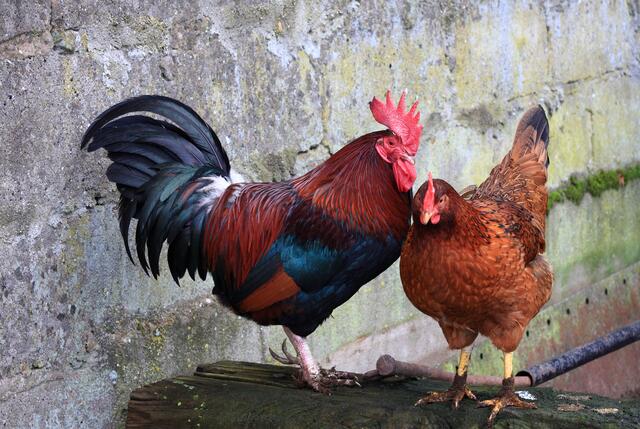 Das Landesverwaltungsgericht OÖ hat entschieden: Ein Hühnerhalter in Bad Wimsbach-Neydharting darf seine Tiere vorerst behalten. | Foto: panthermedia/Come_closer