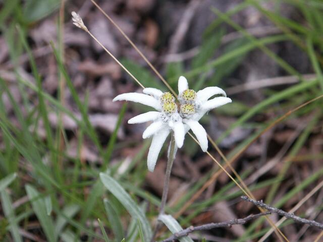 Das Edelweiß ist natürlich auch im Naturpark beheimatet. | Foto: Naturpark Tiroler Lech/Koch