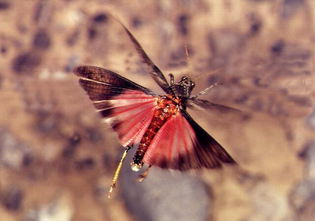 Die findet man nicht mehr so oft: Gefleckte Schnarrheuschrecke. | Foto: Naturpark Tiroler Lech/Vorauer