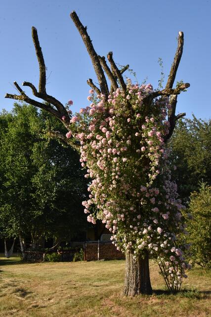 Ramblerrose trifft Birnbaum | Foto: Alois Braid