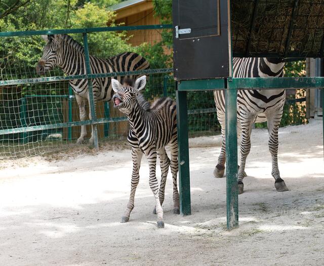 Nach zwölf Monaten Tragezeit brachte die Stute das süße Jungtier zur Welt. | Foto: Zoo Linz