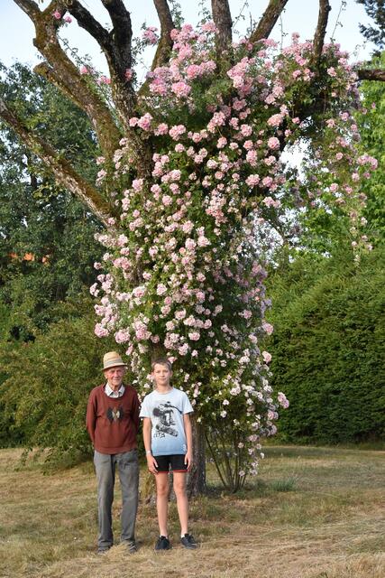 Hier der Größenvergleich: Im Hintergrund die Ramblerrose auf Birnbaum und vorne da Sepp mit Enkerl Lukas. | Foto: Alois Braid