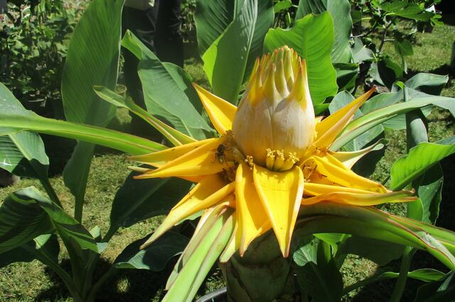 Eine Hornisse hat den Nektar dieser herrlich exotische Blüte genossen.