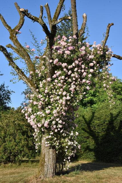 Ramblerrose trifft Birnbaum | Foto: Alois Braid