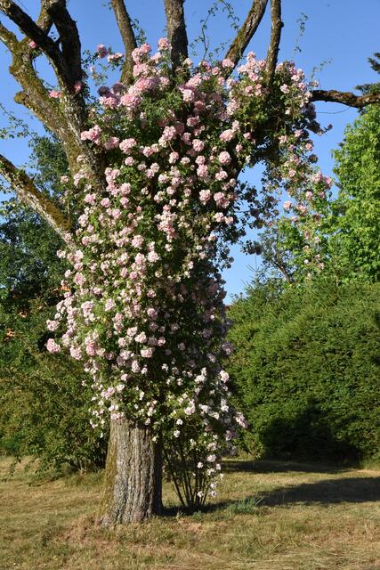 Ramblerrose trifft Birnbaum | Foto: Alois Braid