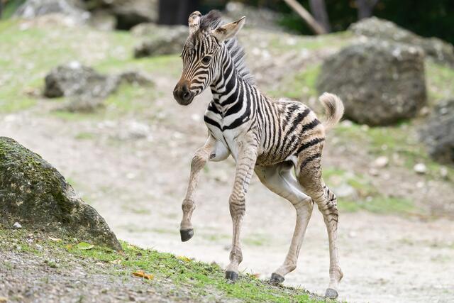 Im Sinne des Artenschutzes wollte der Zoo den Tieren in der Öffentlichkeit keine Namen mehr geben. Jetzt dürfen die Tiere nach Aufruhr ihre Namen behalten  – und diese auch der Öffentlichkeit kommuniziert werden. | Foto: Tiergarten Schönbrunn