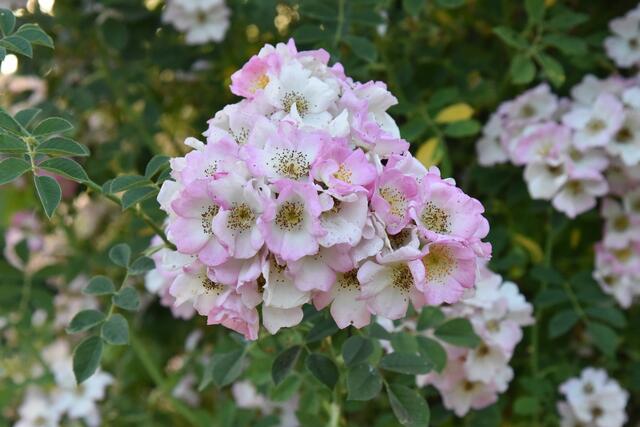 Blüte der Ramblerrose | Foto: Alois Braid