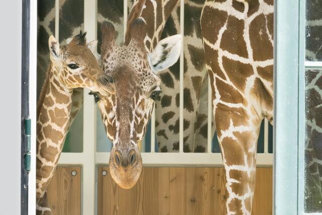 Freudige Nachrichten aus dem Tiergarten Schönbrunn: am vergangenen Mittwoch gab es wieder Nachwuchs bei den Netzgiraffen. | Foto: Daniel Zupanc
