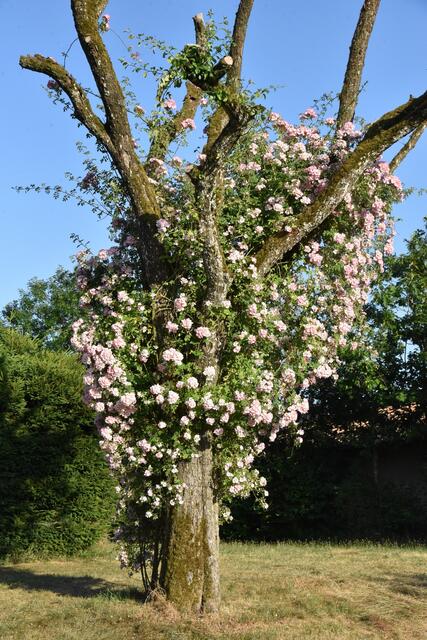 Ramblerrose trifft Birnbaum | Foto: Alois Braid