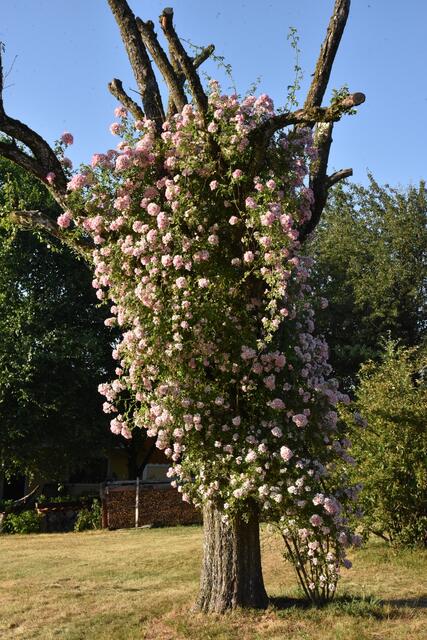 Ramblerrose trifft Birnbaum | Foto: Alois Braid