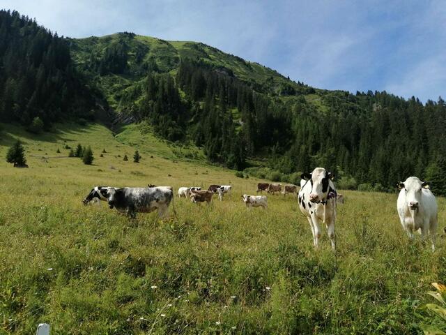 Rund 200 Tiere werden auf den Weiden rund um Berwang gehalten. Durch die Vandalenakte schafften es einige Tiere, auszubüxen. | Foto: Weber