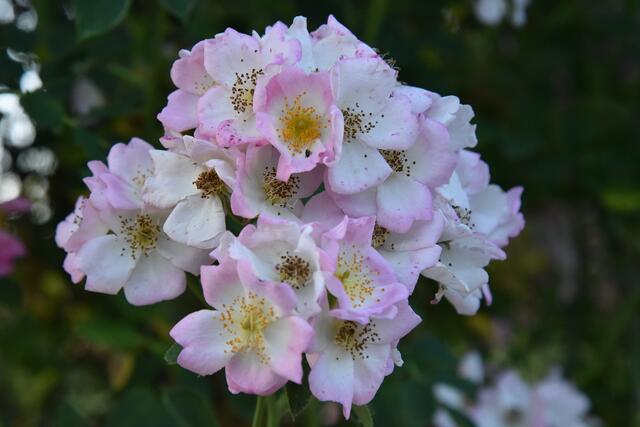 Blüte der Ramblerrose | Foto: Alois Braid