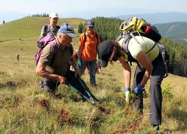 Freiwillige legen heute tatkräftig Hand an, um die Almen von Stauden, Farnen und Gehölzen zu befreien und sie so vor Verbuschung zu schützen. | Foto: LK Steiermark-Radspieler