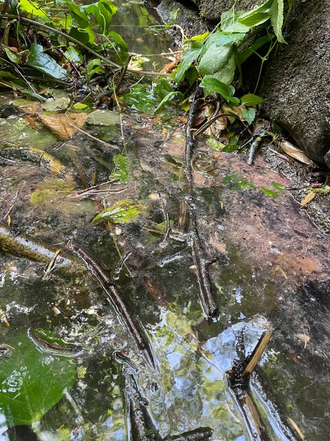 Foto: FF Altmünster