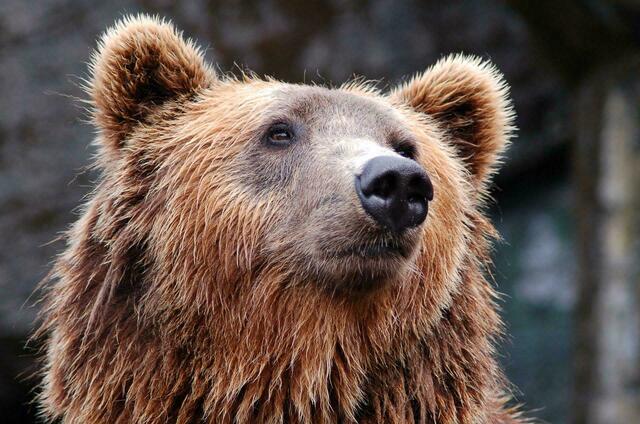 Der Bär ist im Tiroler Unterland los: Innerhalb von zwei Tagen kam es vergangene Woche zu Bärensichtungen im Bezirk Kufstein. | Foto: Pixabay (Symbolfoto)