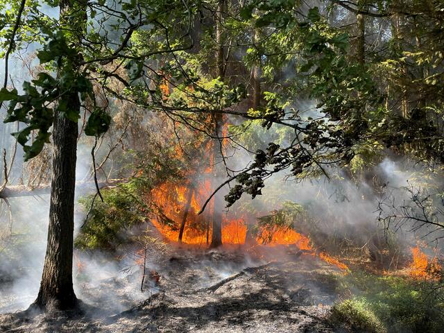 Aufgrund der ungünstigen Windverhältnisse und der extremen Trockenheit der vergangenen Wochen breitete sich das Feuer rasch aus. | Foto: FF Hoheneich