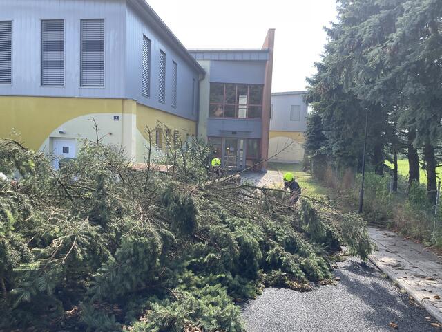 Dieser umstürzende Baum verfehlte den Kindergarten Güssing nur knapp. | Foto: Bezirksfeuerwehrkommando Güssing