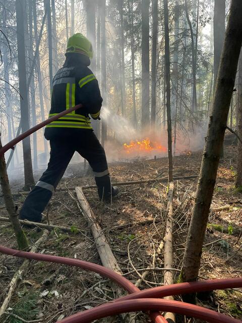 Aufgrund der extremen Trockenheit befanden sich zahlreiche Glutnester im Waldboden. | Foto: FF Hoheneich