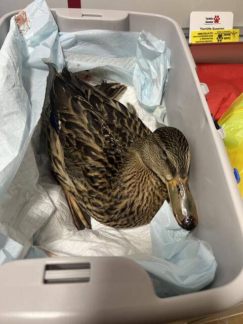 Verunglückte Flugvögel und in Panik geratne, entlaufene Hunde - die Tierhilfe Gusental war durch das Unwetter gefordert. | Foto: Tierhilfe Gusental