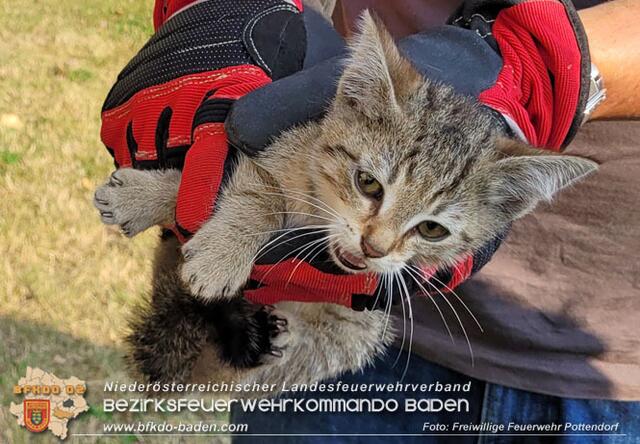 Diese kleine Tiger-Katze hatte sich im Motorraum eines Autos versteckt. Die Feuerwehr rettete sie. | Foto: Freiwillige Feuerwehr Pottendorf