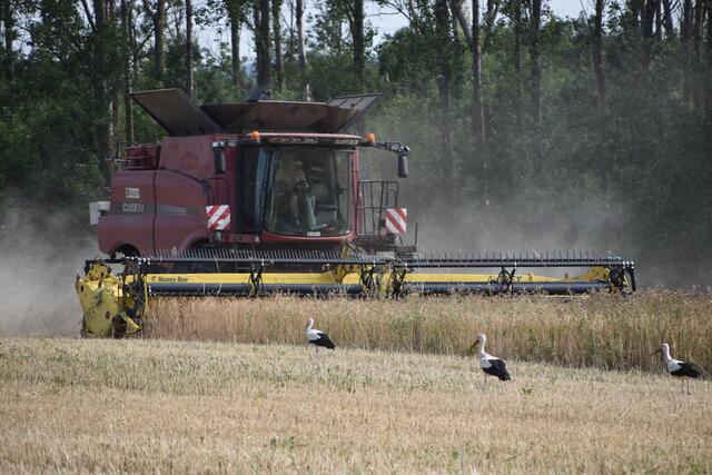 Die Getreideernte im Nordburgenland ist abgeschlossen. Die Bilanz fällt jedoch eher durchwachsen aus.  | Foto: Stefan Schneider