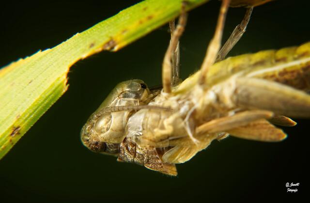 .......der Prozess fängt langsam an......