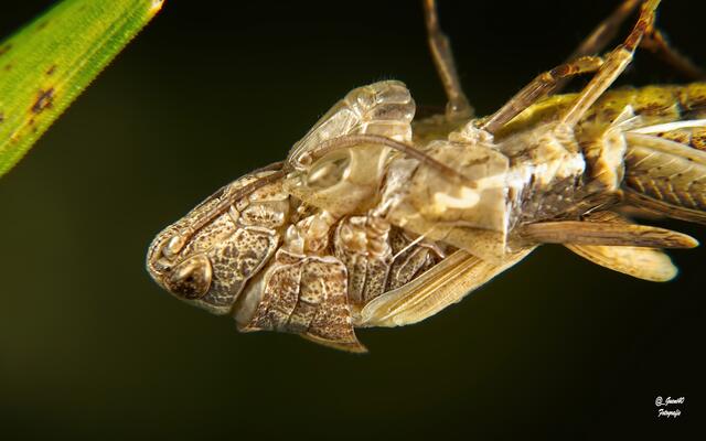 .......die Maske hat er noch auf ......