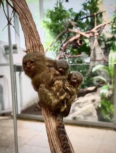 Bis sie selbst klettern können, werden die Zwergseidenäffchen-Babys von der Mutter umhergetragen. | Foto: Zoo Linz
