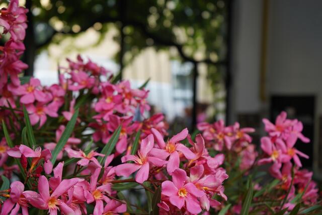 Foto: Andrea Glatzer