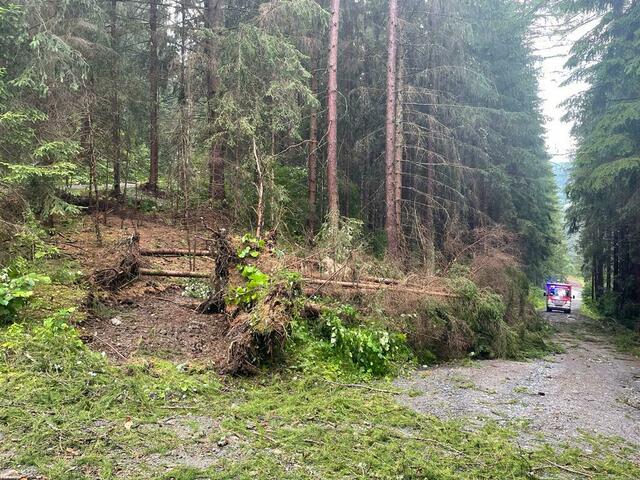 Entwurzelte Bäume in St. Georgen. | Foto: Feuerwehr