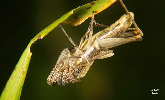 ..........ist wieder faszinierend,was die Natur so zeigt .....