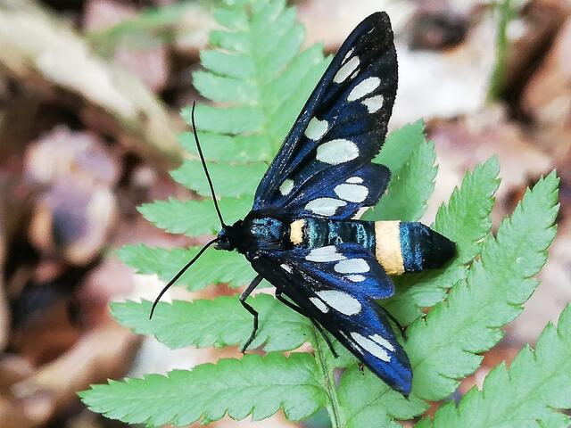 Beringte Kronwickenwidderchen