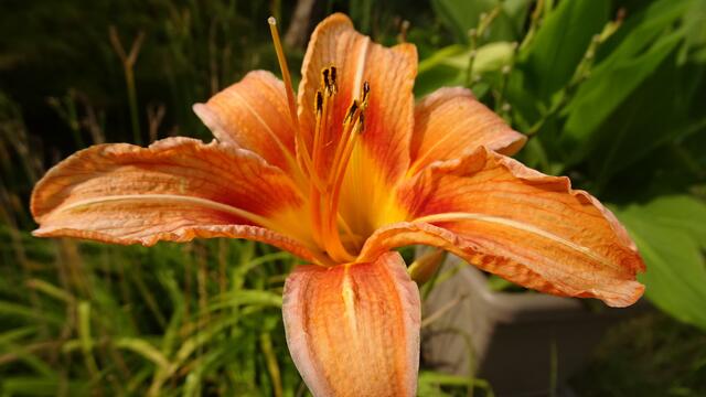 Die letzte Taglilienblüte Mitte Juli 2023. ... 
Auf Wiedersehen &amp; bis zum nächsten Jahr! | Foto: © Silvia Plischek