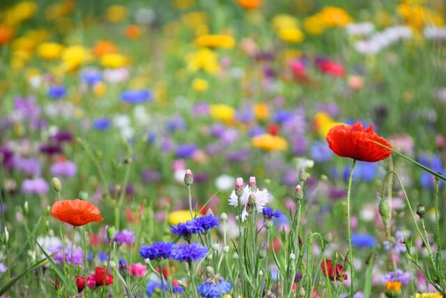 Auffallend schöne und bunte Blumenvielfalt.