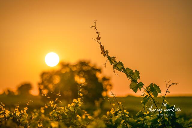 Kurz nach 5 Uhr Morgens in Großhöflein 🍀🥰❤

Sonnenaufgang Richtung Kleinhöflein fotografiert - Bin am Feldweg zwischen den Reben vom Weingut Kollwentz Römerhof gestanden, dessen Reben ihr hier auch seht.

Die Stimmung war gigantisch, man hörte wie die Vögel den Morgen begrüßten und ein leichtes Lüftchen erleichterte das fotografieren immens 😉. | Foto: Thomas Werchota