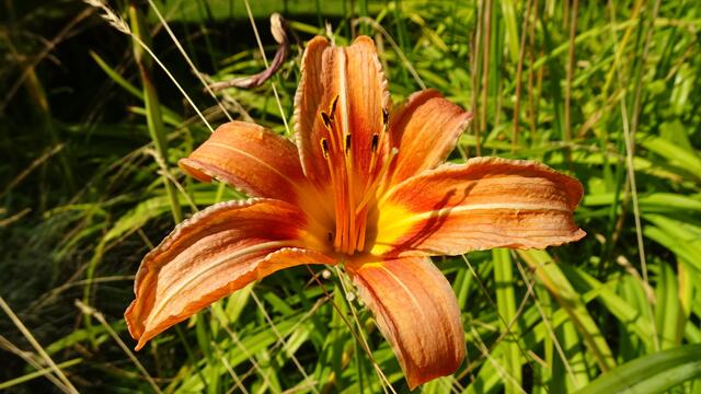  Die letzte Blüte Mitte Juli 2023. ... | Foto: © Silvia Plischek