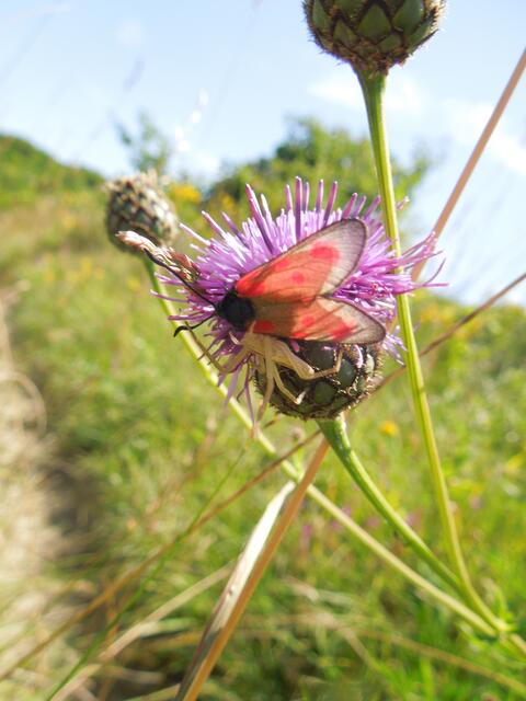 Spinne erwischte Widderchen