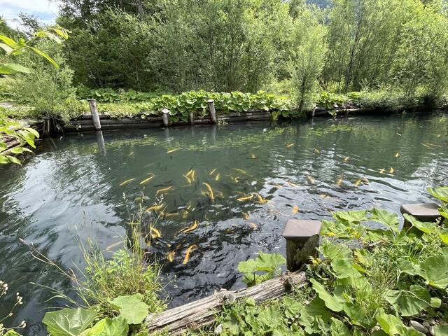 Die Fische im klaren Quellwasser.  | Foto: sm