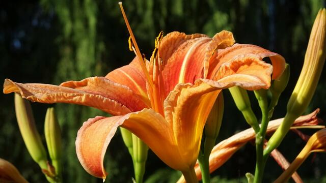 Foto: © Silvia Plischek